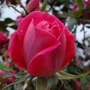 Meet your Posher, Velda